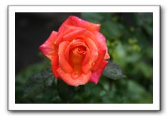 Wet-Scottish-Flowers-Kirkcudbright-587