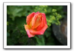 Wet-Scottish-Flowers-Kirkcudbright-593