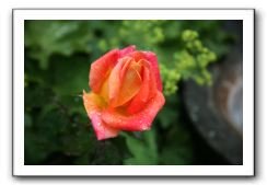 Wet-Scottish-Flowers-Kirkcudbright-594