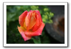 Wet-Scottish-Flowers-Kirkcudbright-598