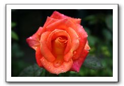 Wet-Scottish-Flowers-Kirkcudbright-600