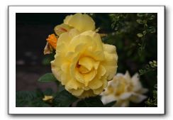 Wet-Scottish-Flowers-Kirkcudbright-610