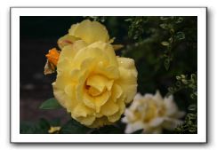 Wet-Scottish-Flowers-Kirkcudbright-612