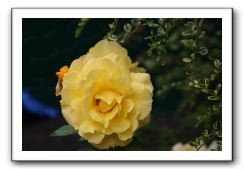 Wet-Scottish-Flowers-Kirkcudbright-616