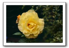 Wet-Scottish-Flowers-Kirkcudbright-620