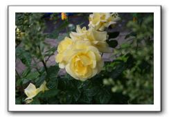 Wet-Scottish-Flowers-Kirkcudbright-621