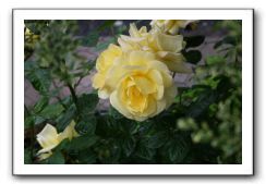 Wet-Scottish-Flowers-Kirkcudbright-622