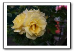 Wet-Scottish-Flowers-Kirkcudbright-623