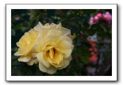 Wet-Scottish-Flowers-Kirkcudbright-625