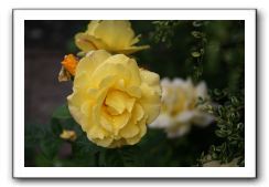 Wet-Scottish-Flowers-Kirkcudbright-628