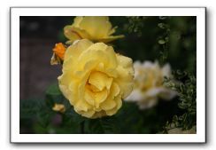 Wet-Scottish-Flowers-Kirkcudbright-629