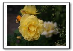 Wet-Scottish-Flowers-Kirkcudbright-631