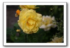 Wet-Scottish-Flowers-Kirkcudbright-634