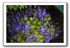 Wet-Scottish-Flowers-Kirkcudbright-639