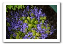 Wet-Scottish-Flowers-Kirkcudbright-640