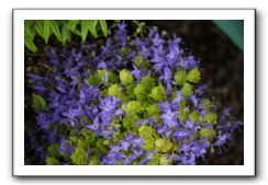 Wet-Scottish-Flowers-Kirkcudbright-641