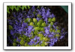 Wet-Scottish-Flowers-Kirkcudbright-642