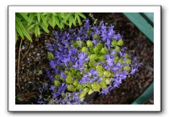 Wet-Scottish-Flowers-Kirkcudbright-643