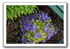 Wet-Scottish-Flowers-Kirkcudbright-644