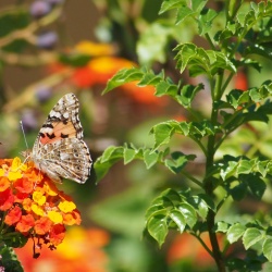 Butterflies at Geek Hill