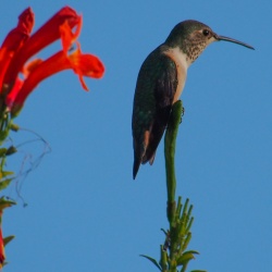 More Hummingbirds