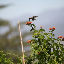 Hummingbirds