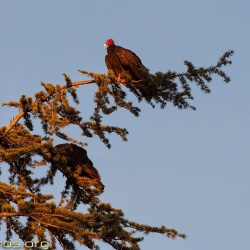 Turkey-Vultures