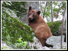 Sequoia National Park