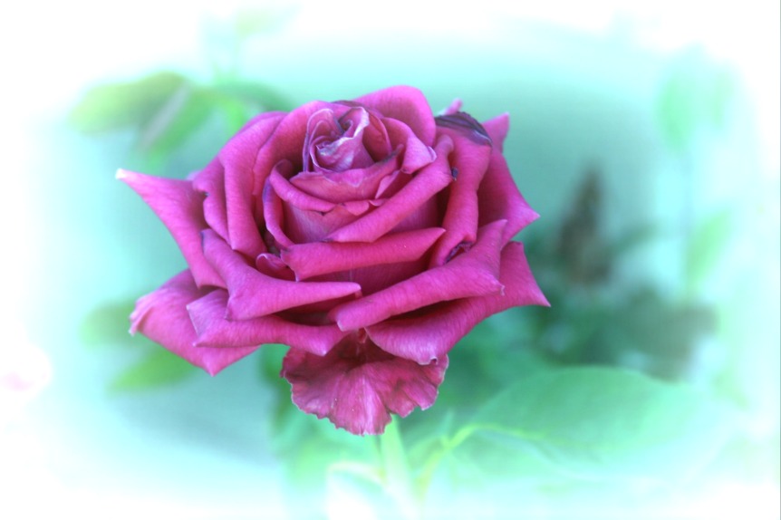 Purple-rose-white-blur.jpg