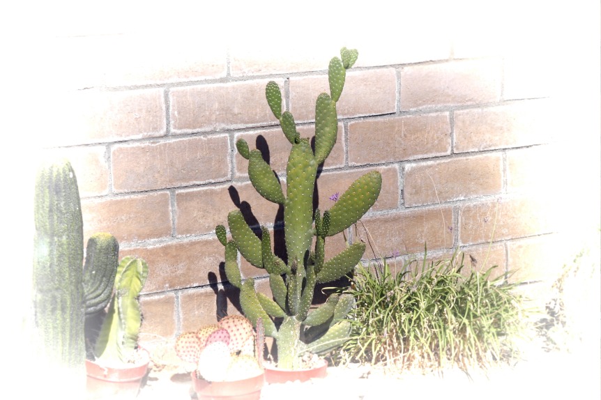 backyard-cactus.jpg