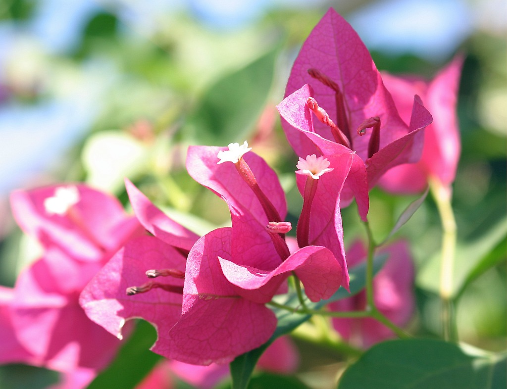 flowering-shrub.jpg