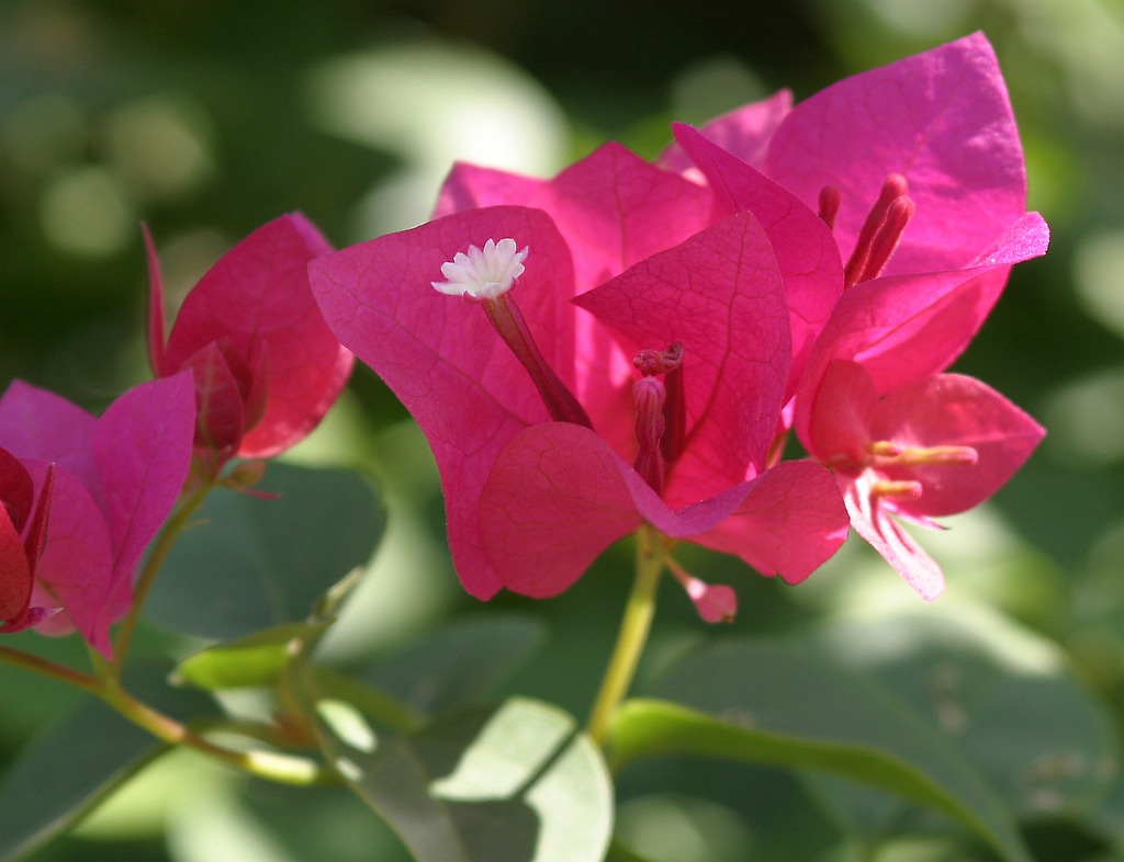 flowering-shrub2.jpg