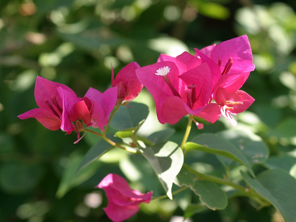 flowering-shrub6.jpg