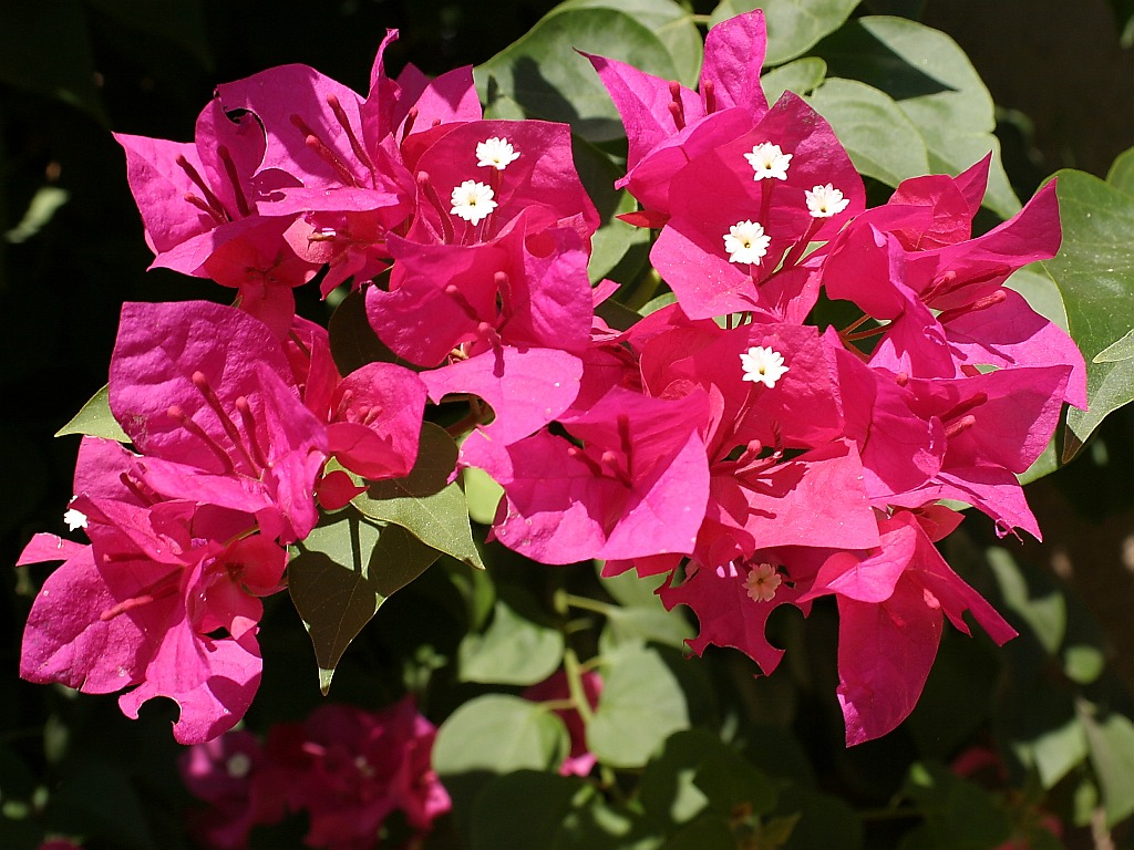 flowering-shrub9.jpg