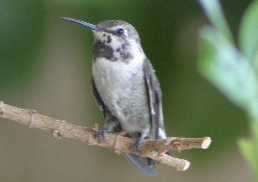 hummingbird-02.jpg