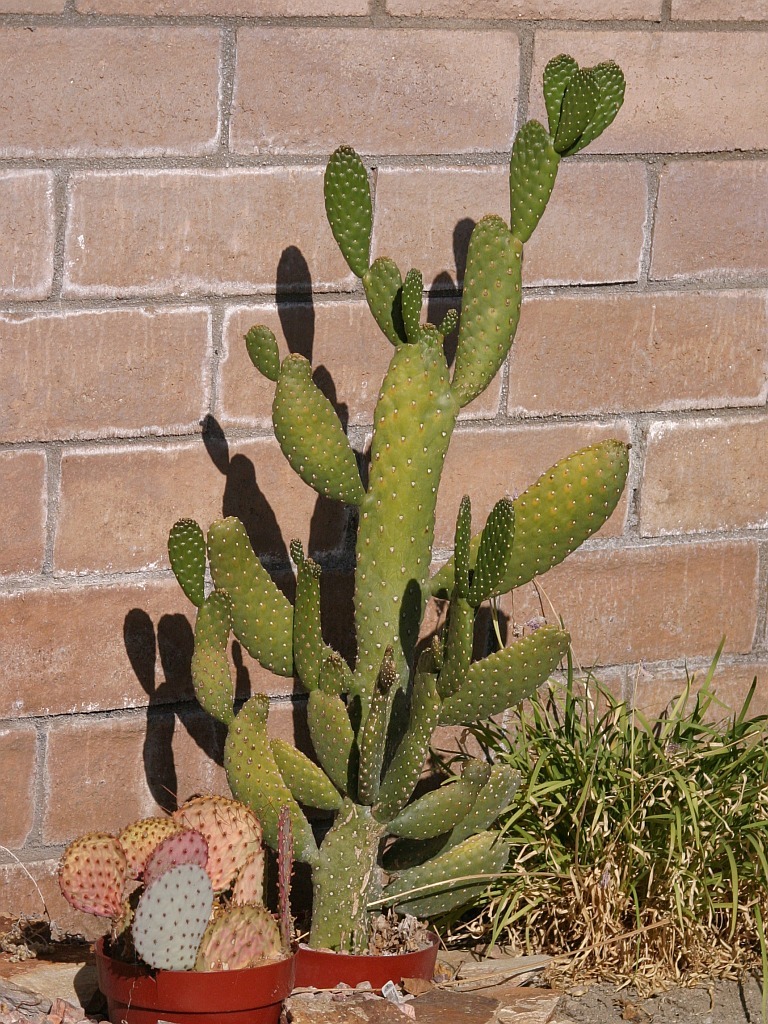 prickly-pear-by-pool.jpg