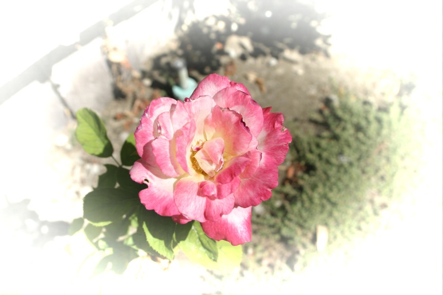 rose-center-01.jpg