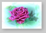 Purple-rose-white-blur.jpg