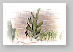 backyard-cactus.jpg