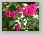 flowering-shrub3.jpg