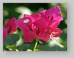 flowering-shrub5.jpg