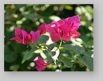 flowering-shrub6.jpg