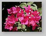 flowering-shrub7.jpg