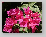 flowering-shrub8.jpg