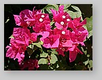 flowering-shrub9.jpg