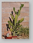 prickly-pear-by-pool.jpg