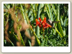 Hummingbird_November-104