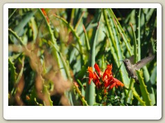 Hummingbird_November-107