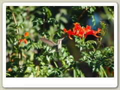 Hummingbird_November-112