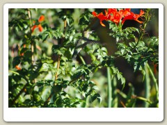 Hummingbird_November-113